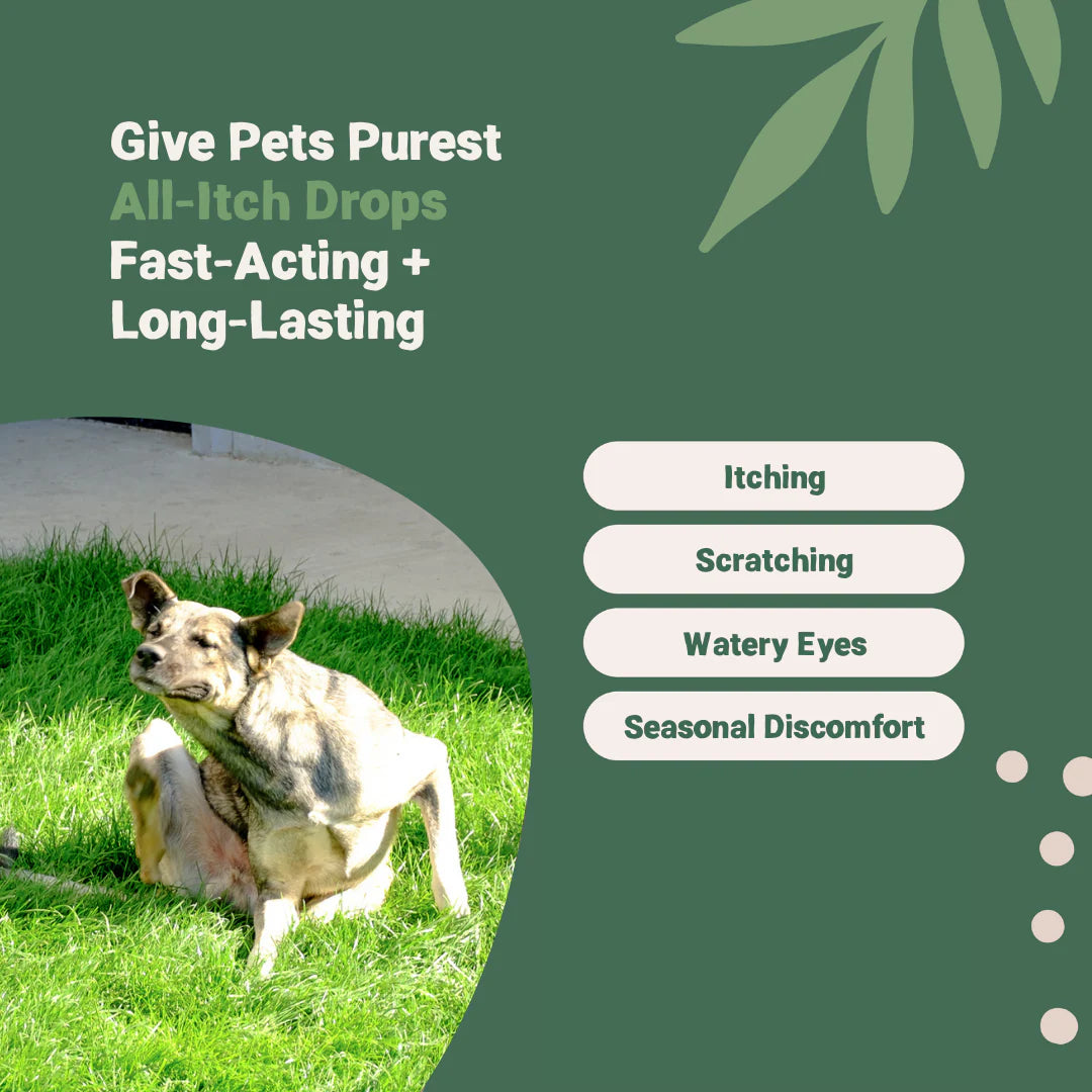Natural All-Itch Drops for dogs and cats – herbal allergy relief with Skullcap, Ginkgo & Nettle in a non-drowsy formula