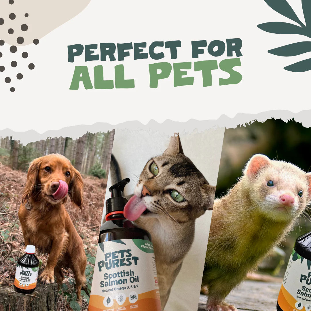 Natural Scottish Salmon Oil for dogs and cats – omega-rich supplement for healthy skin, coat, joints, and heart health