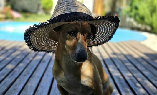 Hot Weather Dog Care: The Dos & Don’ts