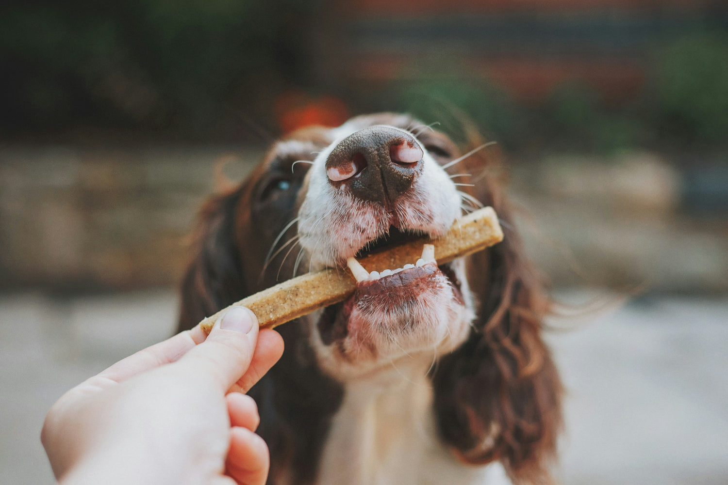 Natural Snacks