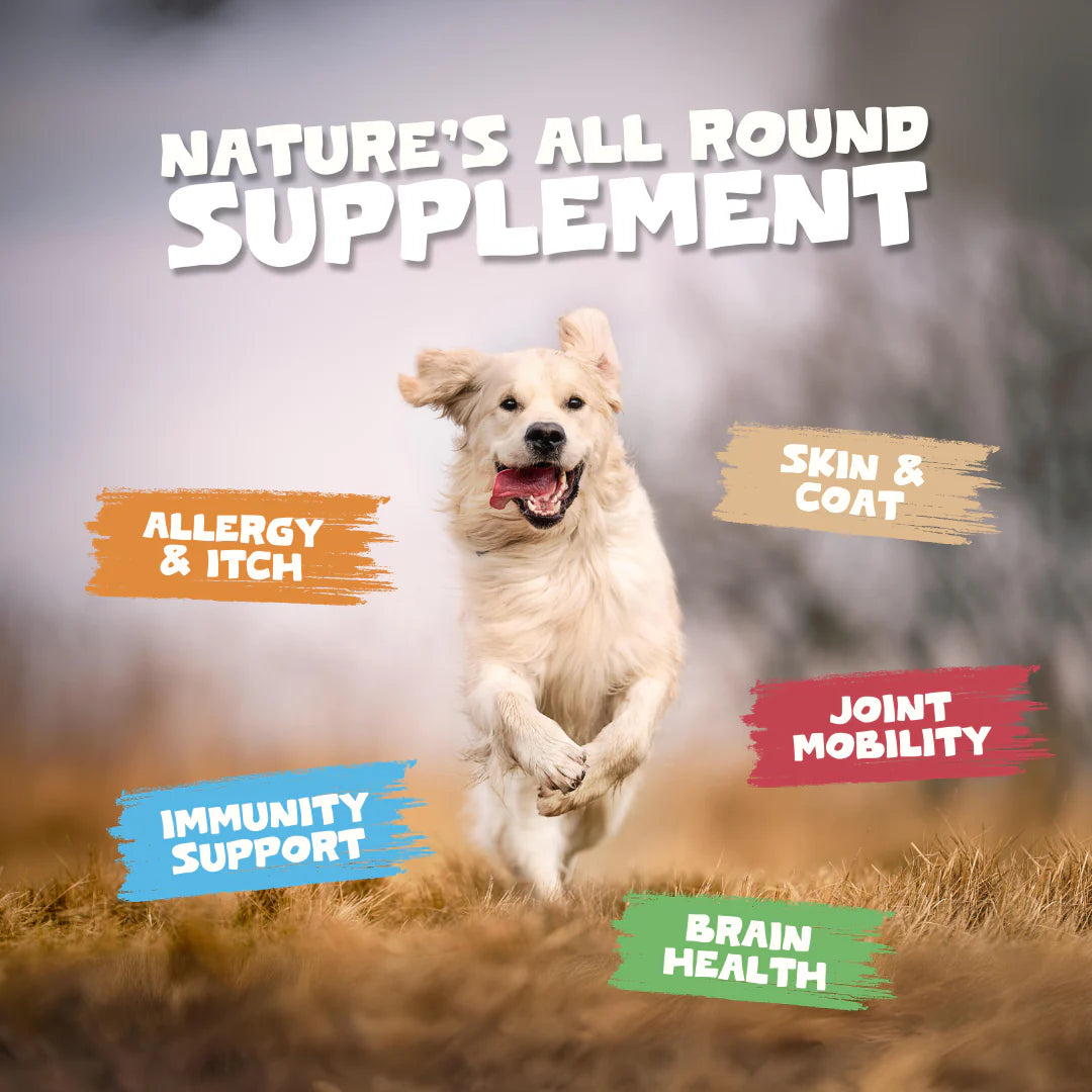 Natural Scottish Salmon Oil for dogs and cats – omega-rich supplement for healthy skin, coat, joints, and heart health