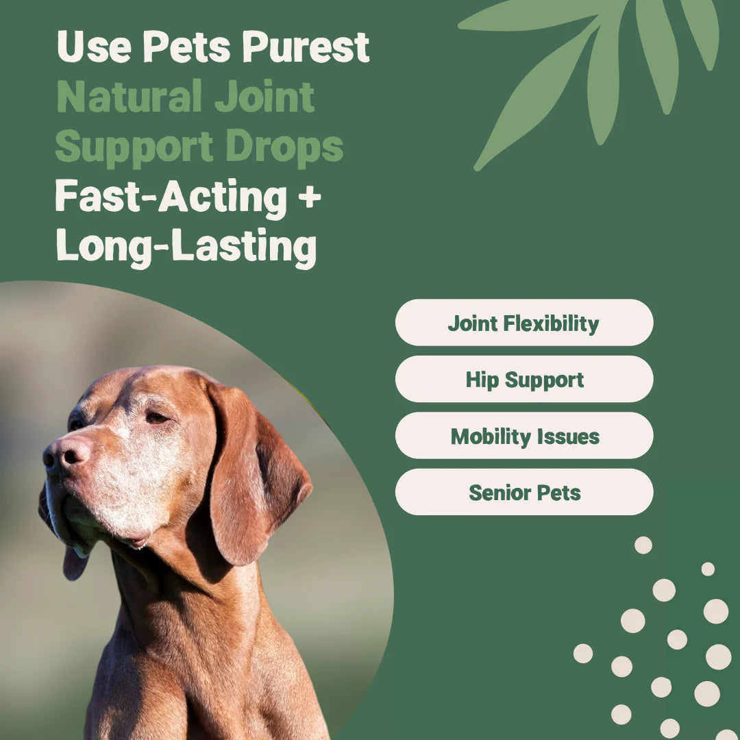 Natural Joint Support Drops for dogs and cats – turmeric, boswellia, herbal supplement for pet mobility