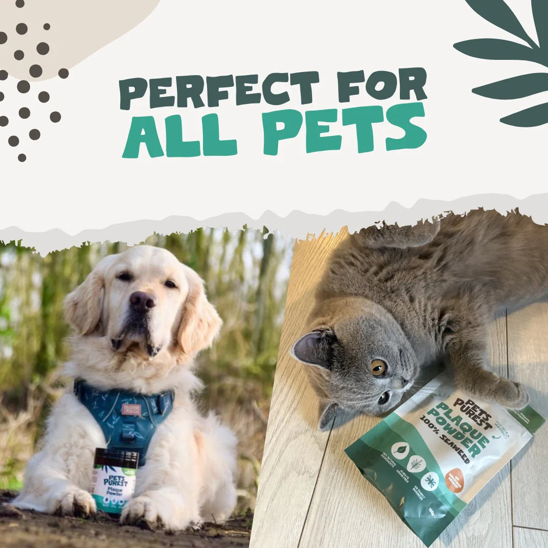 Natural seaweed plaque powder for dogs and cats – supports clean teeth, fresh breath, and long-term dental health without brushing