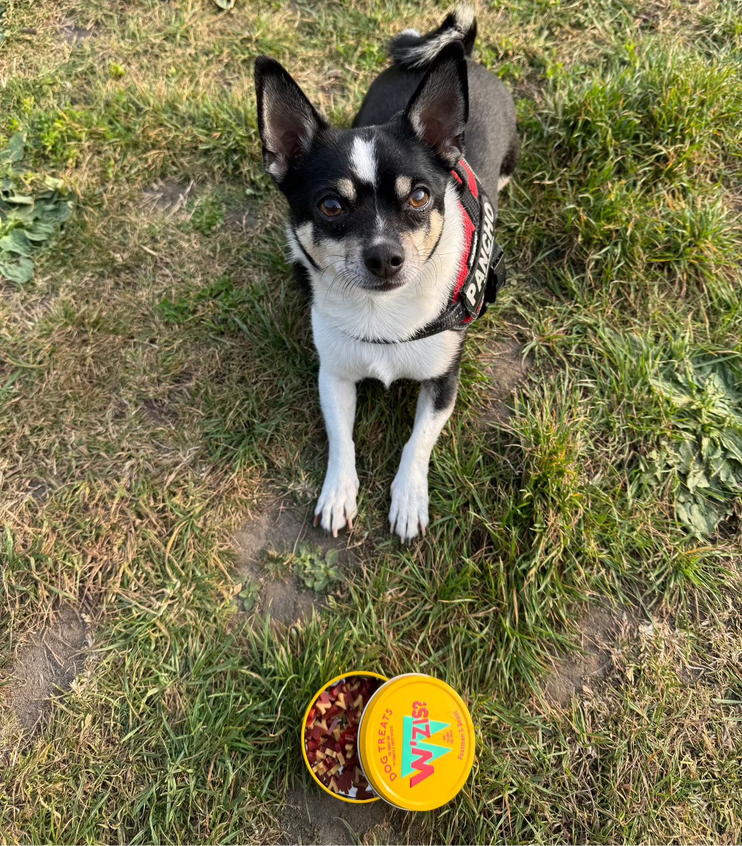 W’ZIS Postman & Roast vegan dog treats with reusable tin and refills – plant-based, grain-free, and only 1 calorie per treat.