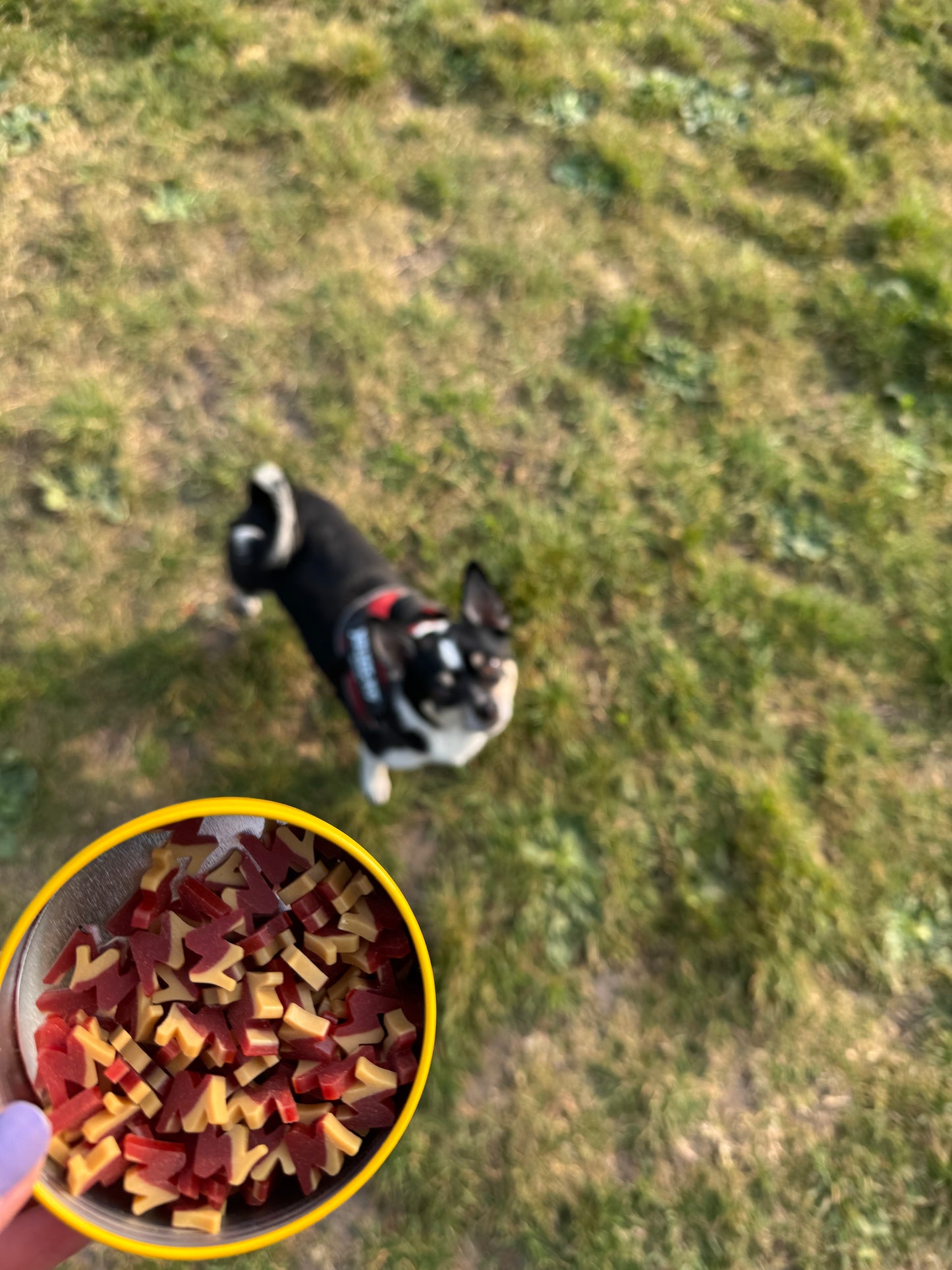 W’ZIS Postman & Roast vegan dog treats with reusable tin and refills – plant-based, grain-free, and only 1 calorie per treat.